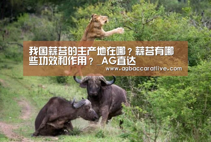 我国蒜苔的主产地在哪?蒜苔有哪些功效和作用?_AG直达(图2) AG捕鱼