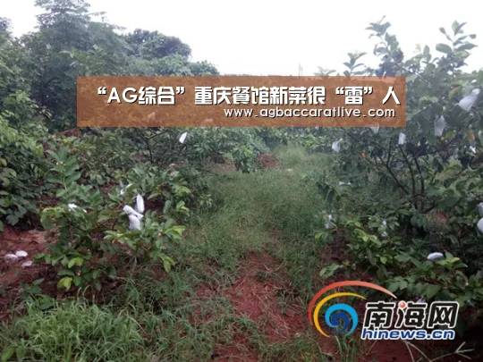 “AG综合”重庆餐馆新菜很“雷”人(图4) AG综合